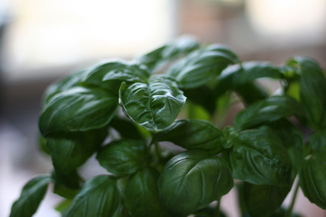 back in basil-land, baby!