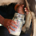 chevre! feta! mozzarella!