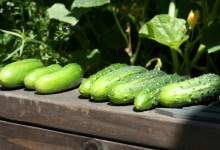 green, green goodness