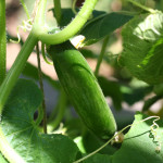 green, green goodness