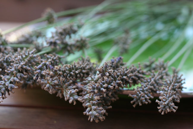 harvest walkabout: part one