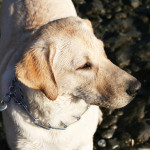 Seattle foodfest: part six