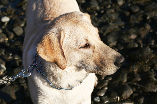 Seattle foodfest: part six