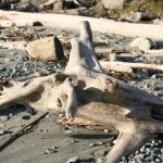 Seattle foodfest: part six