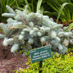 'dirt' now on both coasts!