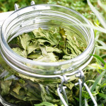 oven-drying herbs from the garden