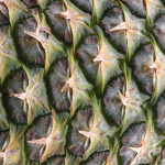 (field) trippin' on fibonacci