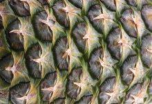 (field) trippin' on fibonacci