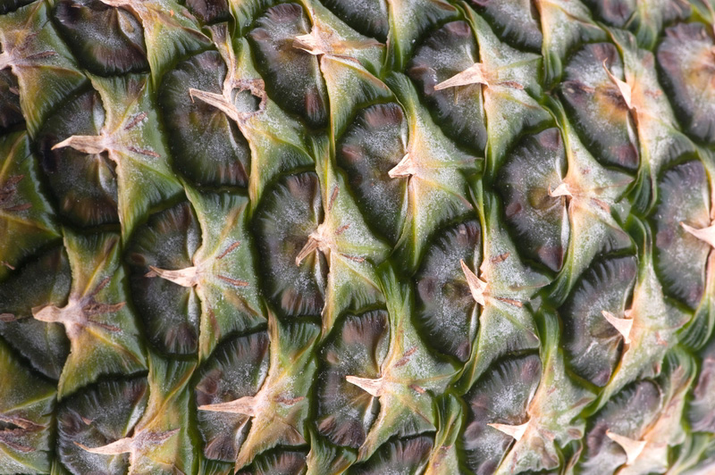 (field) trippin' on fibonacci