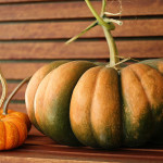 our fairytale pumpkins