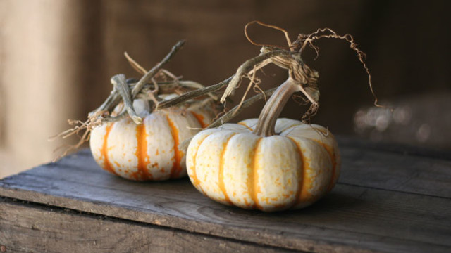anything but ordinary pumpkins