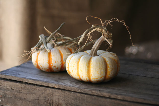 cinderella pumpkins, anyone?