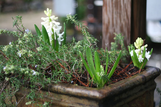 rosemary surprise