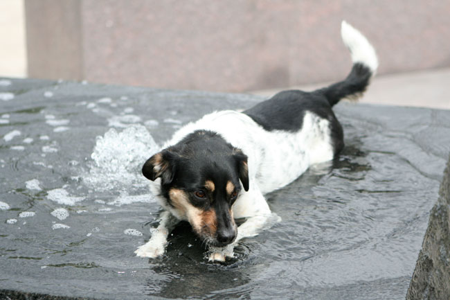 how much is that doggie in the fountain?