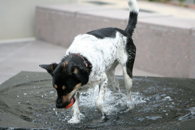 how much is that doggie in the fountain?