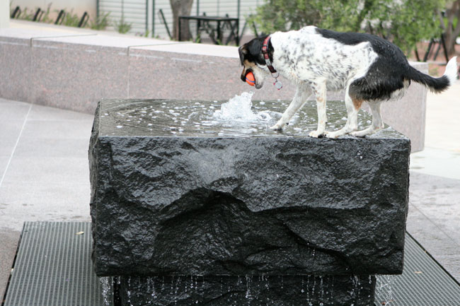how much is that doggie in the fountain?