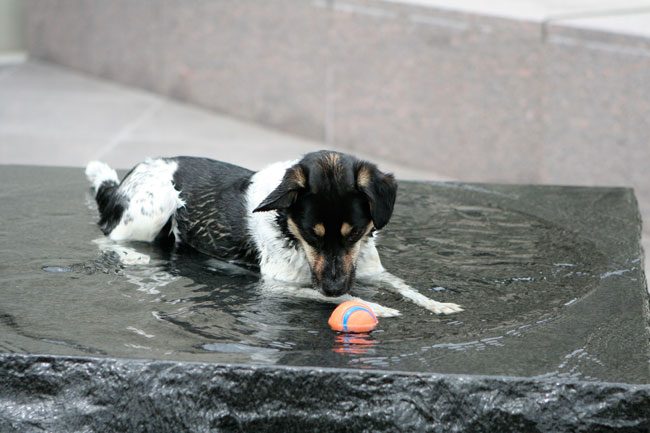 how much is that doggie in the fountain?