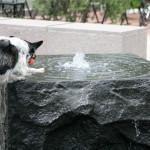 how much is that doggie in the fountain?