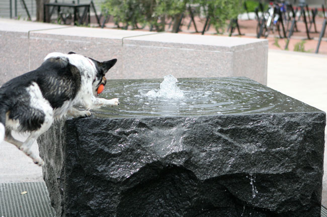 how much is that doggie in the fountain?