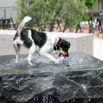 how much is that doggie in the fountain?