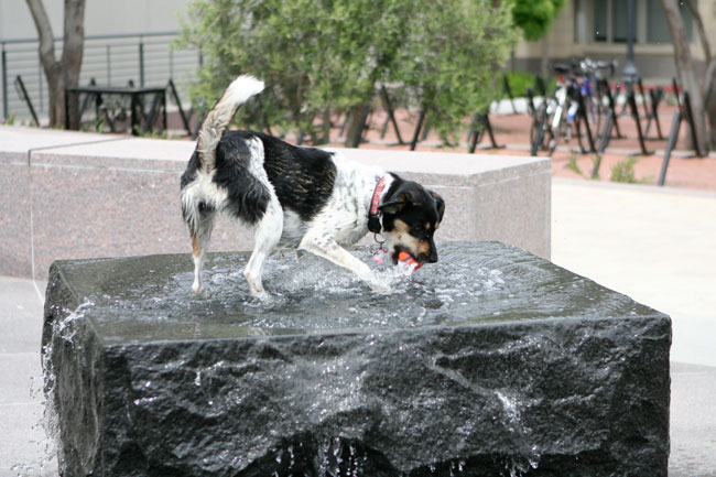 how much is that doggie in the fountain?