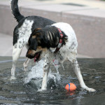 how much is that doggie in the fountain?