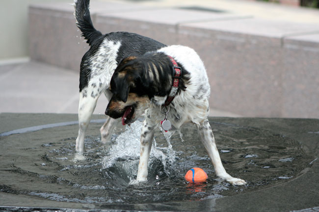 how much is that doggie in the fountain?