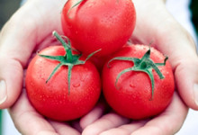 Tasty tomatoes... for a good cause, too!