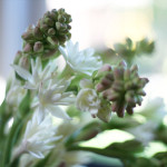 (virtually) in Hawaii