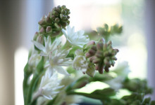 (virtually) in Hawaii