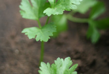 winter vegetable garden - preliminary report