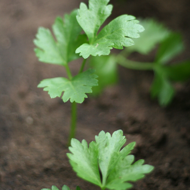 winter vegetable garden - preliminary report